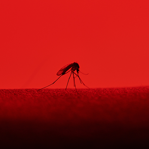 Maladie de la dengue