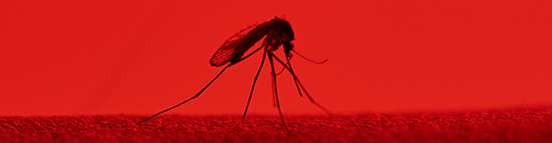 Maladie de la dengue